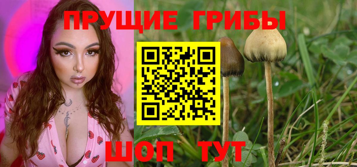 Псилоцибиновые грибы Cubensis Сердобск